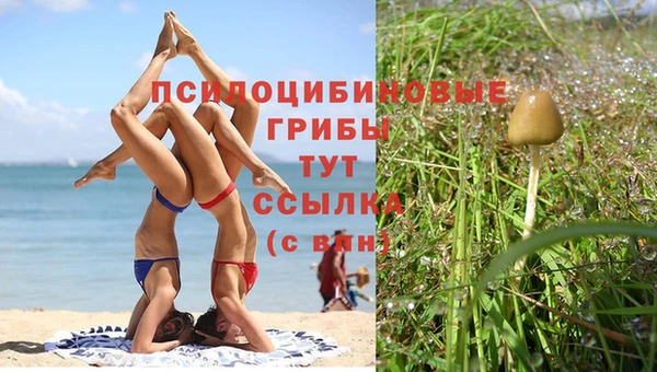прущие грибы Вязники